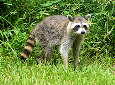 Raccoon Photo 02